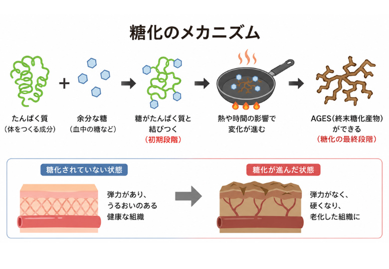 見た目年齢を左右する「糖化」